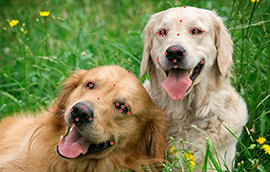 长运平台注册狗脸关键点标注技术引发行业关注